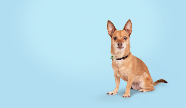 Small dog sitting on blue background. Cute Chihuahua with collar and name tag looking at camera with attitude or sassy expression. Senior dog. Female short hair Chihuahua. Selective focus.