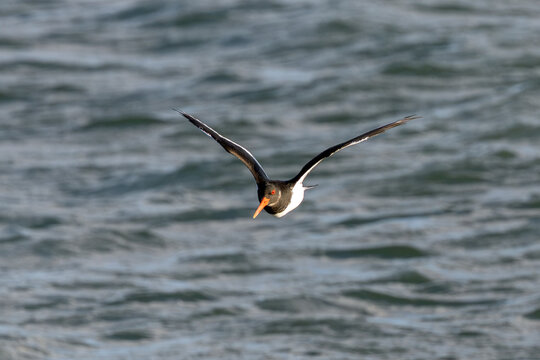 Adult oystercatcher in non-breeding plumage flying over water