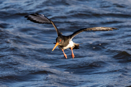 Adult oystercatcher in non-breeding plumage with wings raised