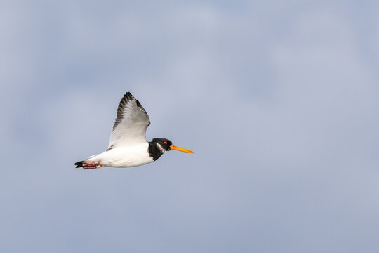 Adult oystercatcher in non-breeding plumage in flight