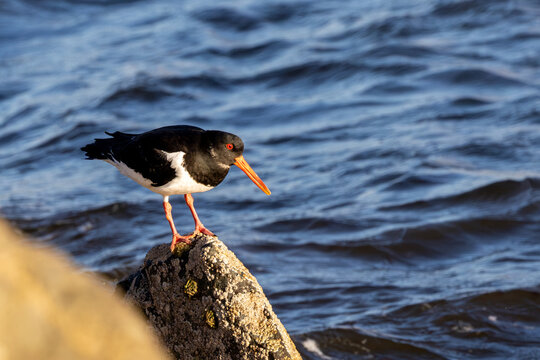 Adult oystercatcher standing on a rock above the water