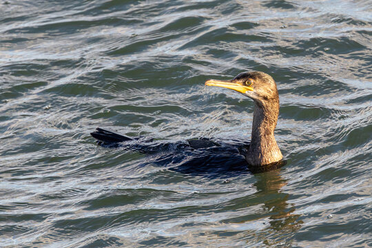 Juvenile shag swimming low in rippled water
