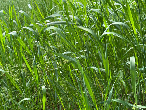 Green grass elymus repens in meadow 