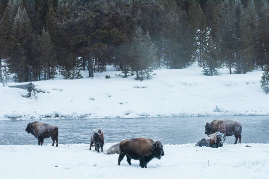 Bison near the Madison River in Yellowstone National Park.