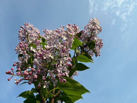 Syringa vulgaris common Lilac spring flowers.