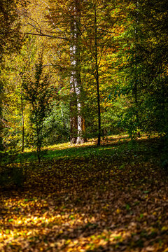 Sunlit autumn forest path with leaves