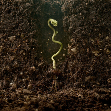 tiny green sprout emerging from rich dark soil roots underground showcasing new growth and botanical life in a macro studio shot symbolizing agriculture nature and environmental sustainability