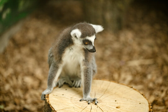 Lemur primate animal in zoo. Cute grey lemur animal in nature. Wild animal lemur outdoor. Primate lemur in wildlife. Grey fluffy Lemuroidea primate