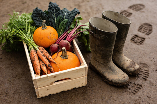 Autumn vegetables in a wooden crate beside muddy garden boots