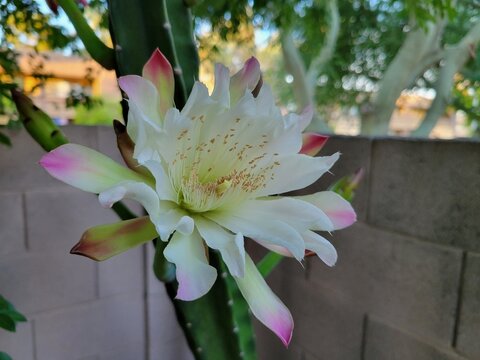 Early morning bloom of flower of spineless Peruvian apple cactus, Cereus peruvianus, that opened only for a single night, close up
