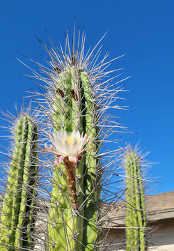 Argentine Toothpick cactus, Stetsonia Coryne, with a white flower on a columnar stem surrounded by protruding very sharp and long spines over a clear blue sky in background
