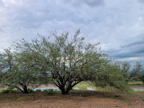 Desert Mesquite trees and rain puddles under cloudy stormy sky, autumn in Phoenix, Arizona