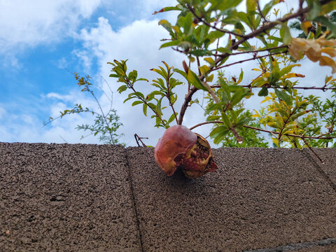 Crack-open ripe Pomegranate hanging from a wet twig over a block fence against cloudy morning sky in autumn