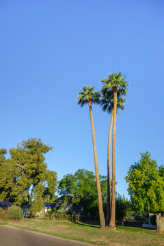 Tall mexican fan palm Washingtonia robusta trees on suburban street under clear blue sky, Phoenix Arizona
