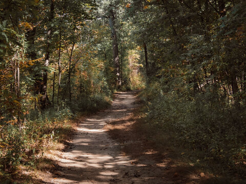 Sunlit dirt trail winding through a dense forest with lush green trees and soft shadows in autumn landscape