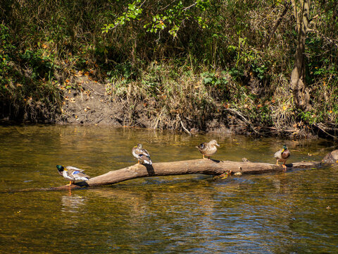 Group of mallard ducks perched in a row on a fallen log in a sunlit calm river with autumn shoreline trees