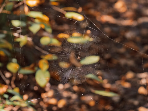 Intricate spider web catching golden sunlight with blurred autumn foliage and forest leaves background close up