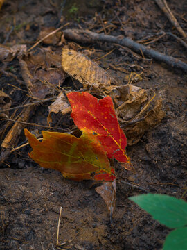 Vibrant red and orange fallen autumn leaves resting on dark damp forest ground soil in close up view