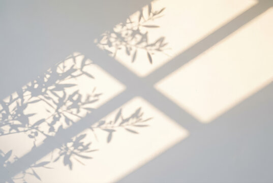 Four pane French architectural window frame and olive tree branch sunlight shadow overlay on white