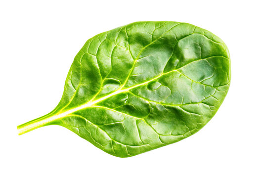 Fresh green spinach leaf isolated on white background
