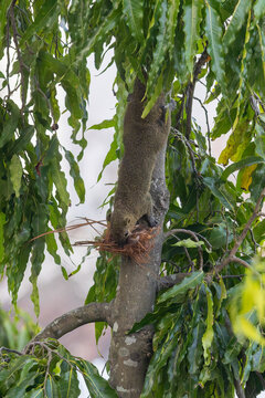 Ein Schwarzstreifen-Sch&ouml;nh&ouml;rnchen klettert kopf&uuml;ber einen Baum herab mit Baumaterial f&uuml;r sein Nest im Maul