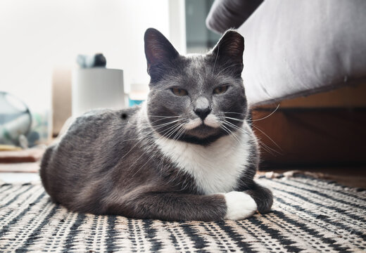 Mustache cat lying in defocused living room. Gray tuxedo cat. Full body of kitty cat with funny white face markings and long whiskers. Former stray cat with tipped ear. Selective focus.