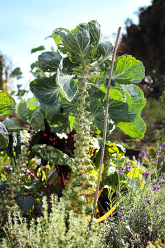 Brussel sprouts plant with defocused garden background. Stalk with ready to harvest Brussel sprout buds in community garden. Known as. Brassica oleracea var. gemmifera. Selective focus.
