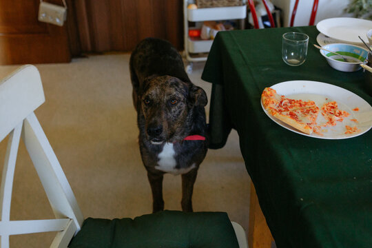 Dog beside dining table waiting for leftover pizza on a plate