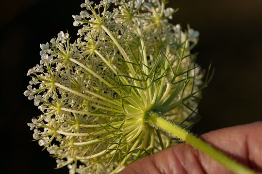 Close-up of white wildflower umbel held by hand against dark background, showing delicate florets, green stems, and fine floral structure in warm natural light.