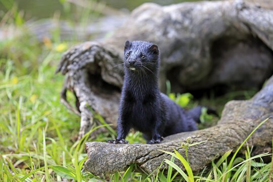 American Mink (Mustela vison), adult, alert, Pine County, Minnesota, USA
