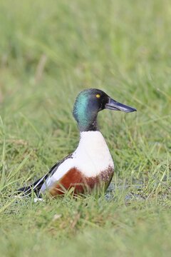 Shoveler (Spatula clypeata) in a wet meadow, spring, wildlife, bird, dabbling duck, H&uuml;de, Ochsenmoor, Lake D&uuml;mmer, H&uuml;de, Lower Saxony, Germany
