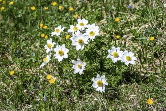 Alpine pasque flower (Pulsatilla alpina) in a meadow, Allg&auml;u Alps, Allg&auml;u, Bavaria, Germany