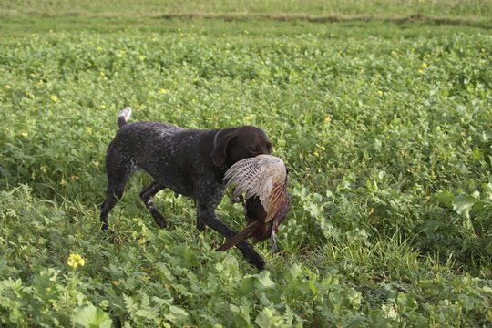 Hunting dog German Shorthair retrieves shot pheasant (Phasianus colchicus) Lower Austria, Austria