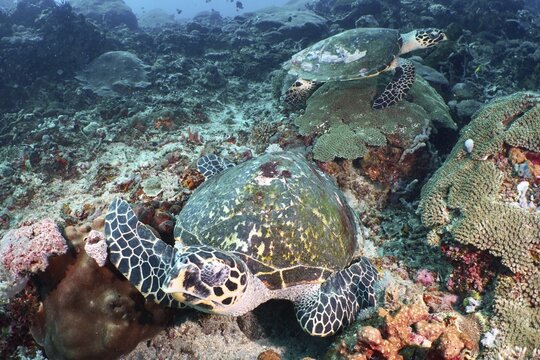 Two Pacific Hawksbill sea turtles (Eretmochelys imbricata bissa) on a coral reef, dive site PED, Nusa Ceningan, Nusa Penida, Bali, Indonesia