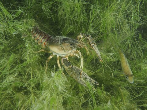 An American crayfish (Faxonius limosus), invasive species, moves through the water plants, a small fish nearby. Dive site Wildsau, Berlingen, Lake Constance, Switzerland