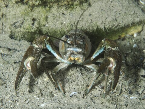 A signal crayfish (Pacifastacus leniusculus), American crayfish, invasive species, threatens with raised claws on a sandy bottom. Terlinden dive site, K&uuml;snacht, Lake Zurich, Canton Zurich, Switzerland