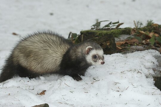 Ferret (Mustela putorius furo) in the snow, pet keeping, Allg&auml;u, Bavaria, Germany