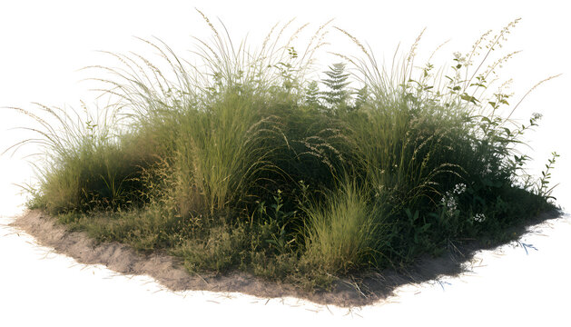 Patch of natural wild grass isolated on transparent background for landscape design projects