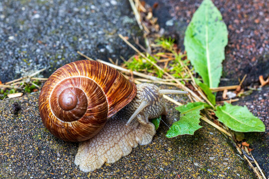 Close-up side view of a Roman snail (Helix pomatia) with a glossy brown spiral shell and extended tentacles crawling across damp pavement toward green leaves