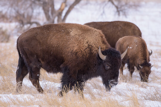 American Bison on the High Plains of Colorado. Bison in Snow