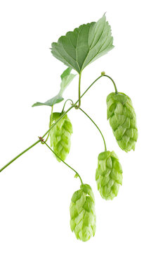 Fresh green hop branch isolated on white background. Hop cones. Beer brewing ingredient.