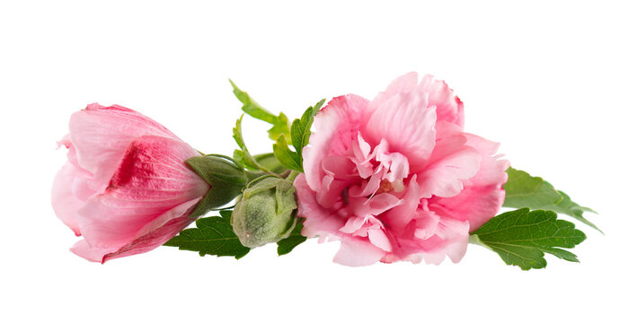 Pink double hibiscus flowers with green leaves isolated on white background. Hibiscus rosa-sinensis.
