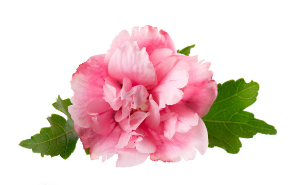 Pink double hibiscus flowers with green leaves isolated on white background. Hibiscus rosa-sinensis.