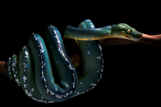 Detailed body pattern of an Aru Green tree python in a coiled pose, Aru Green tree pythons (Morelia viridis) coiled against a black background