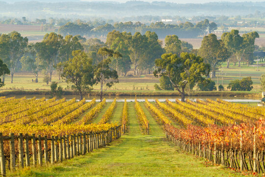 Autumn vineyard in the Yarra Valley