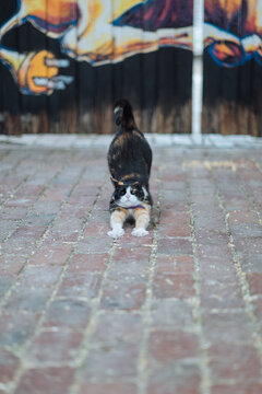 Cat doing a downward stretch in laneway