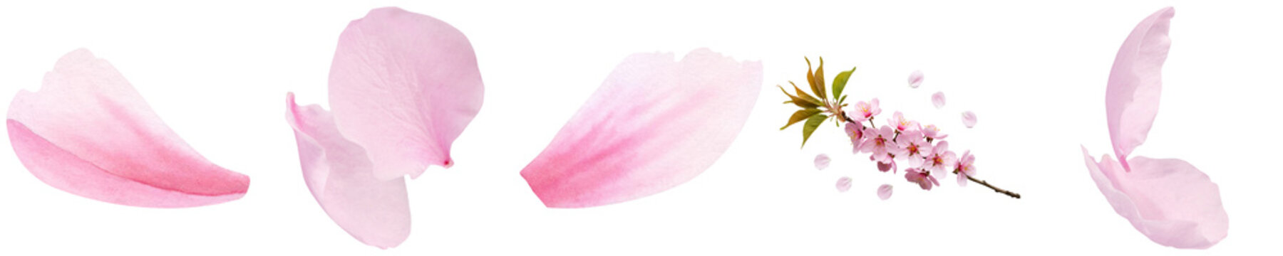 A delightful collection of soft pink cherry blossom petals and a blossoming branch.