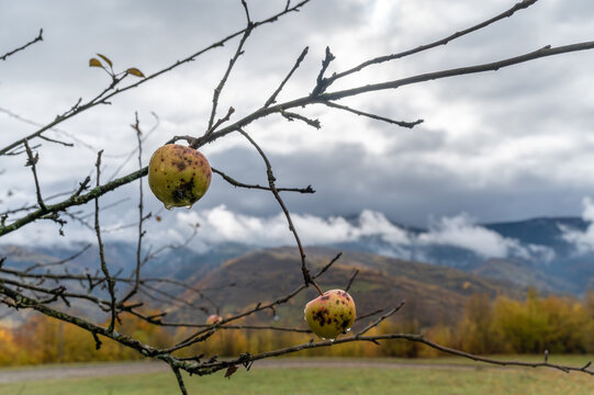 Two apples with drops of water on branch of tree