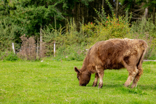 Selective focus of a baby cow with brown furry, Highland in its natural habitat, Young Scottish cattle breed nibbling lush green grass on the ground with forest and pasture, Countryside of Netherlands