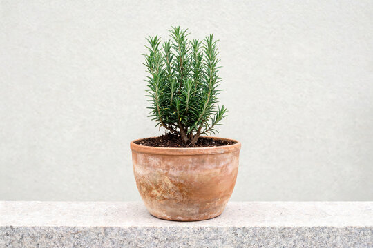 Potted rosemary in a terracotta pot on a pale ledge